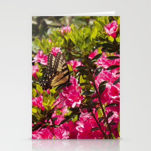 Swallowtail Butterfly Stationery Cards