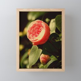 Pink camellia japonica flower | Japanese rose in a sunny day Framed Mini Art Print
