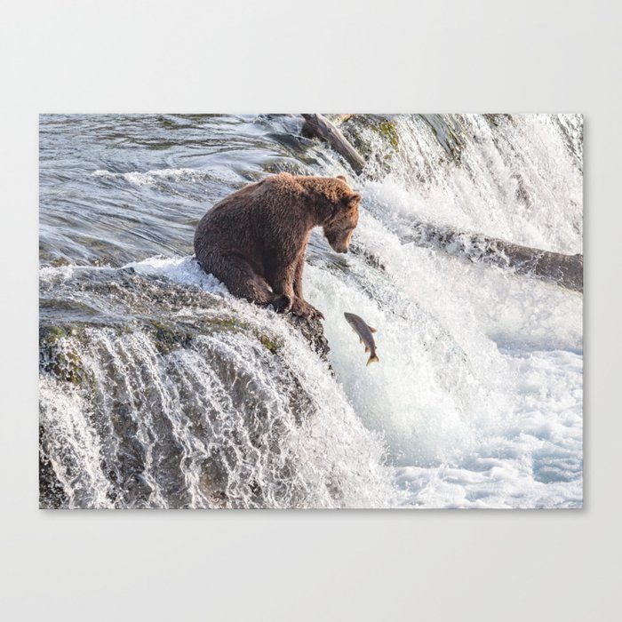 Young grizzly bear sits at waterfall Canvas Print