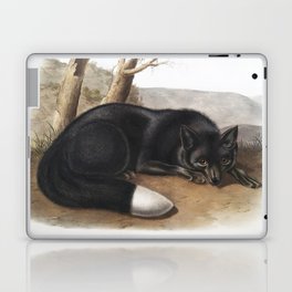 American Black or Silver Fox  from the viviparous quadrupeds of North America (1845) illustrated by John James Audubon Laptop Skin