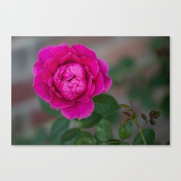 Pink Rose Canvas Print