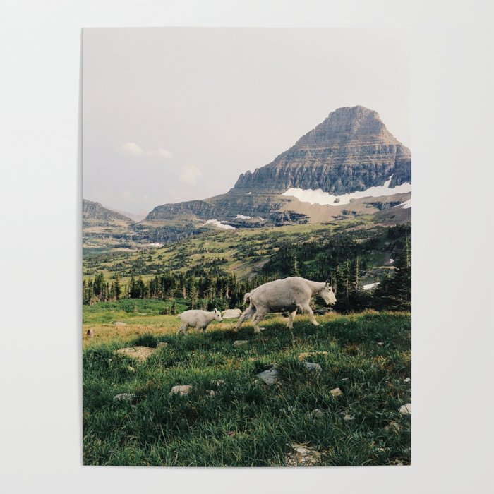 Montana Mountain Goat Family Poster