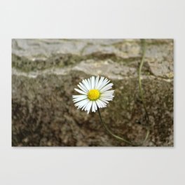 Single Daisy Flower Blooming on Stone Canvas Print