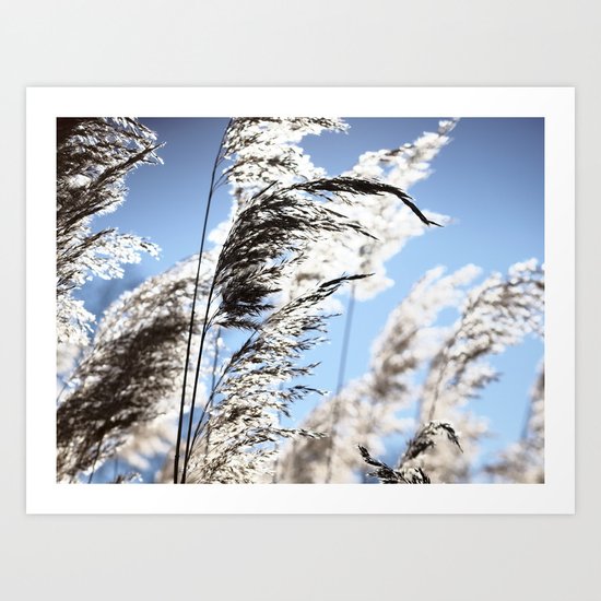 Herbs at noon Art Print