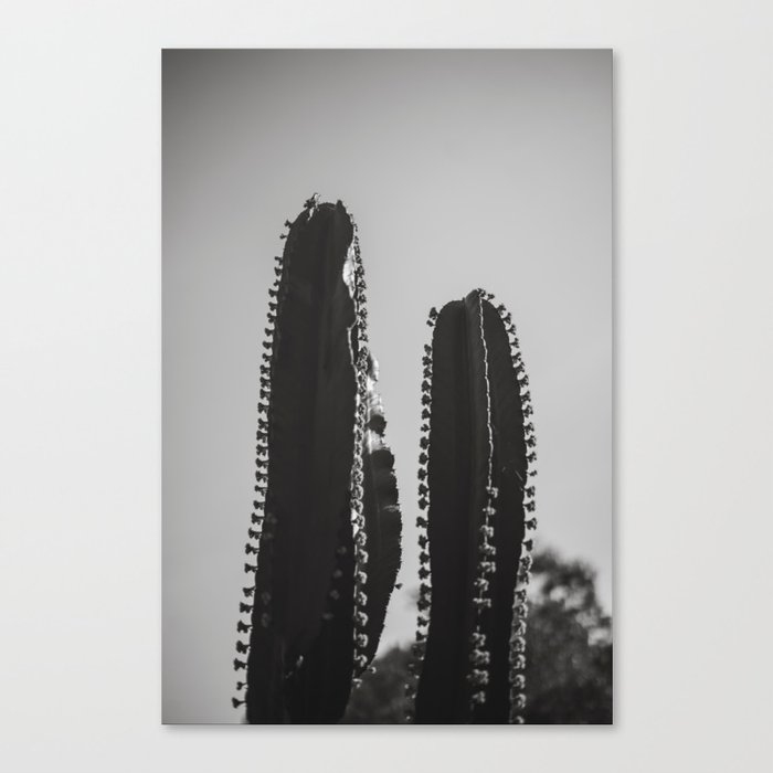 Cactus Photography - Black and White #3 Canvas Print