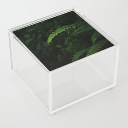 Fern in the Wilds Acrylic Box