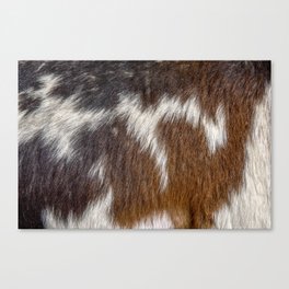 Cowhide for a fluffy hair lover Canvas Print