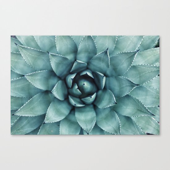 succulents Canvas Print
