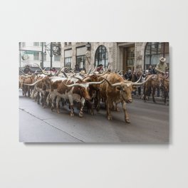 Longhorn cattle attract a crowd at the National Western Stock Shows kickoff parade in downtown Denve Metal Print