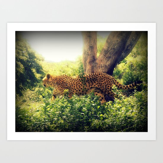 Cheetah Art Print