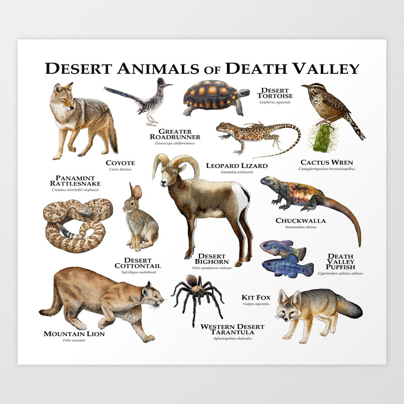 Desert Animals of Death Valley Art Print by Wildlife Art by Roger Hall |  Society6