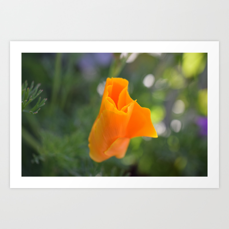 Orange California Poppy Eschscholzia Californica Flower Art