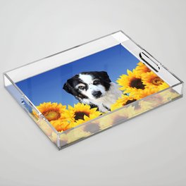Black and white Border Collie Dog sunflower Blossoms Field Acrylic Tray