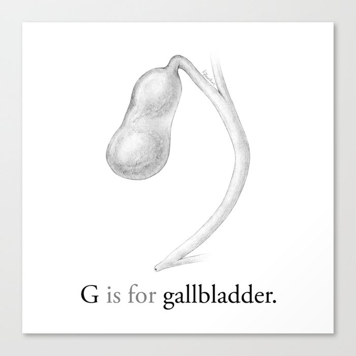 gallbladder drawing