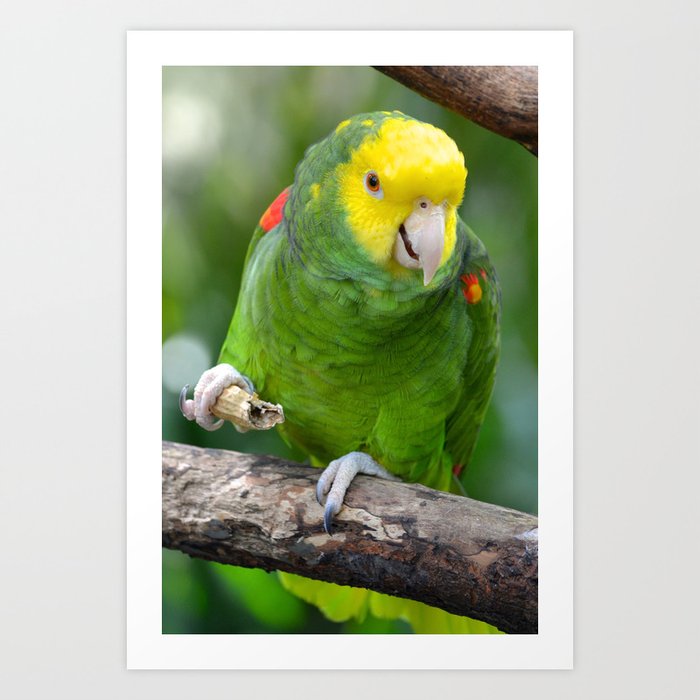 Yellow Headed Amazon Parrot Art Print by Richard Bryce Society6
