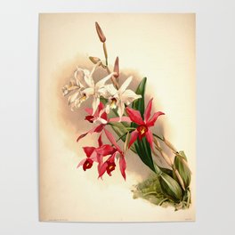 Vintage Orchid Print - Reichenbachia (1888) - Laelia anceps stella & barkeriana Poster
