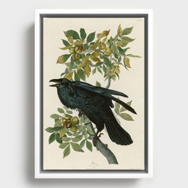 Raven - John James Audubon Birds of America Framed Canvas