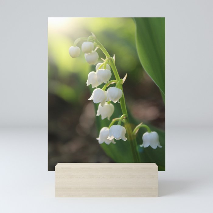 Sunlit white Lily of the Valley Mini Art Print