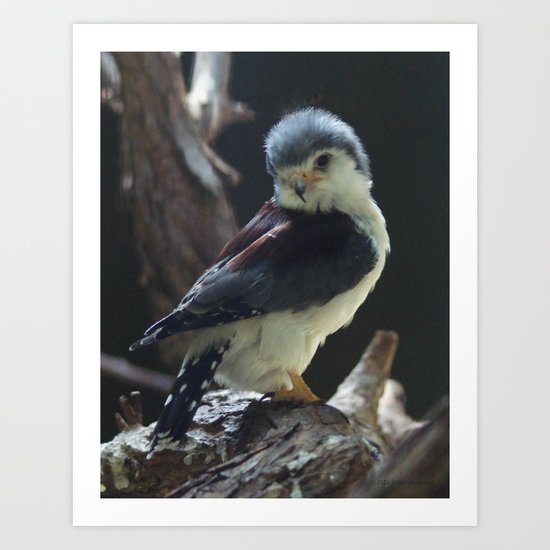 African Pygmy Falcon Art Print
