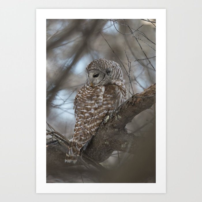 Sleepy Owl Art Print