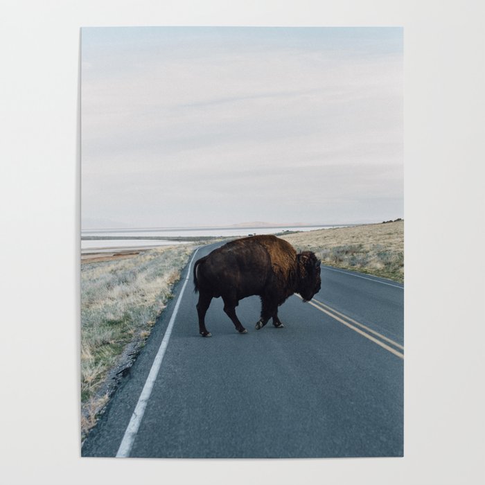 Bison Crossing Poster