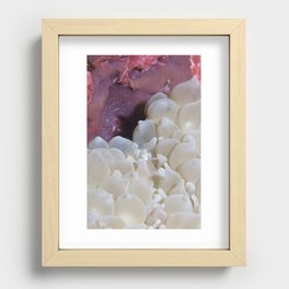 Mini-meringue-bubble coral & shrimp Recessed Framed Print