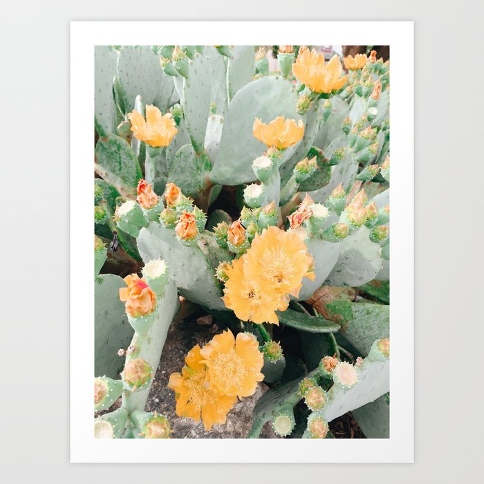 Prickly Pear in Bloom Art Print