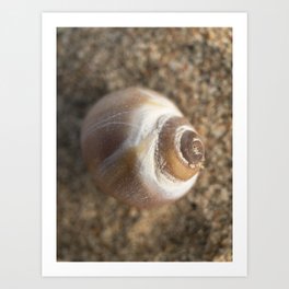 Little shell, on the beach.  Macro shot. Art Print