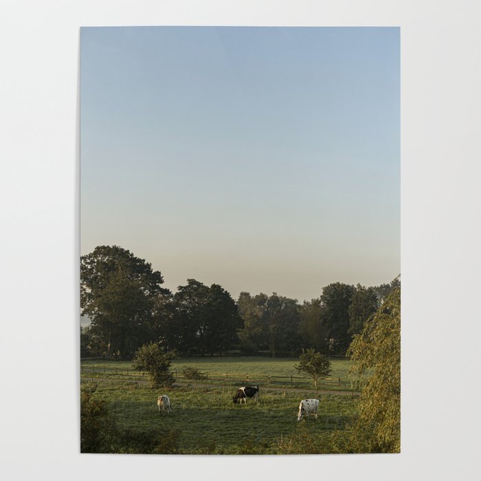 Grazing in the morning dew | Dutch Glory photography | Netherlands | Natural colors Poster