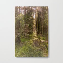Summer forest Metal Print