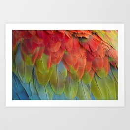 Macaw Feathers. Art Print | Detail, Macaw, Ecuador, Color, Parrot, Photo, Feathers, Digital, Macro 