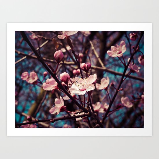 almond blossom Art Print