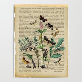 Book Art Caterpillar, Moths & Butterflies Poster