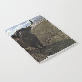 Scottish Highland Cow - Fia Notebook