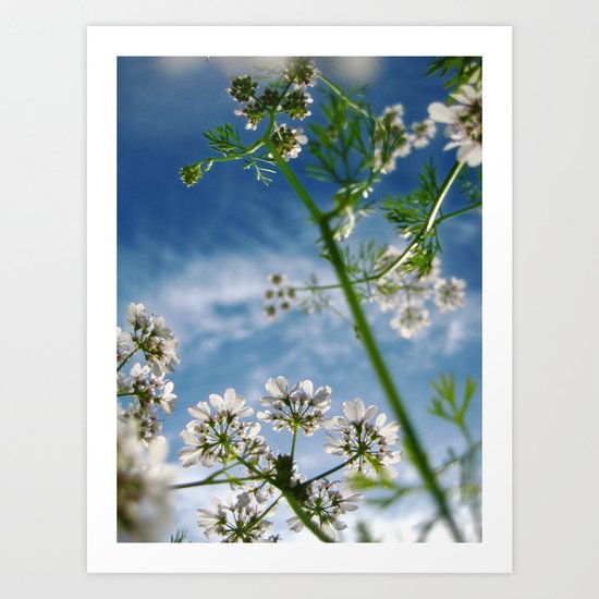 Herb Art Print