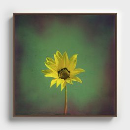 The yellow flower of my old friend Framed Canvas