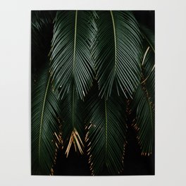 Detail of texture palm leaves - Fine art tropical jungle photography  Poster