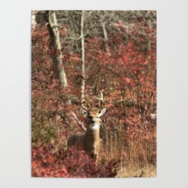 Autumn Buck Poster