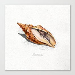 Bat volute snail  scientific illustration art print Canvas Print