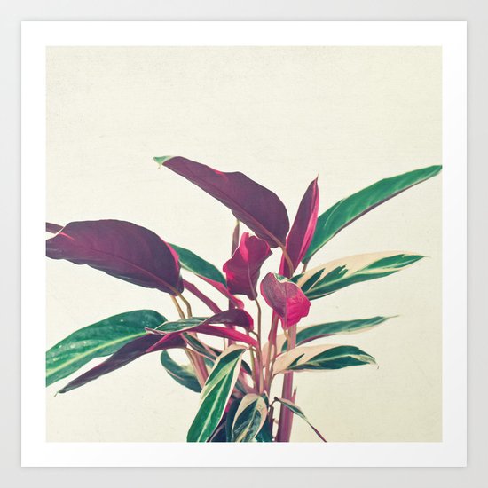 Prayer Plant Art Print