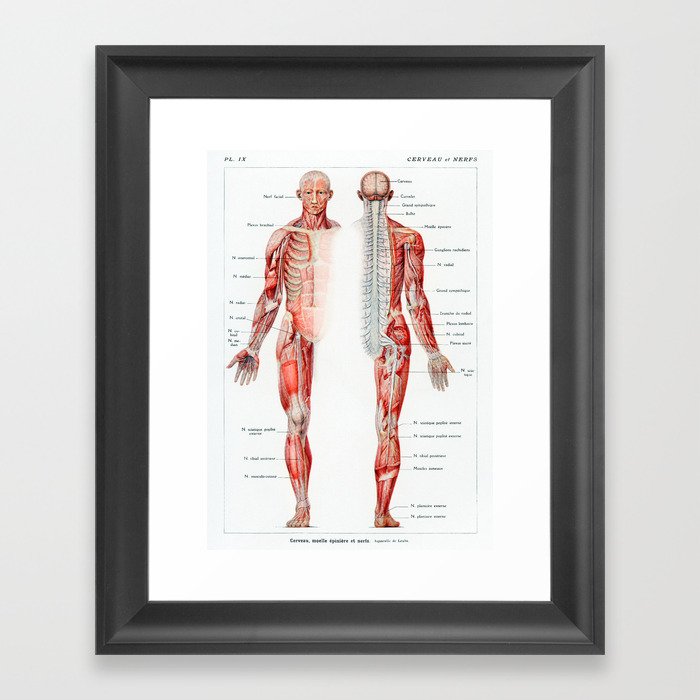 Vintage French Human Anatomy Chart Framed Art Print