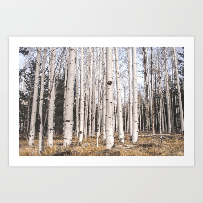 Trees of Reason - Birch Forest Art Print