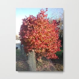 Bush with its colored leaves Metal Print