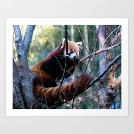 Red Panda Resting at Golden Hour Art Print | Redpanda, Photo, Hdr, Color, Animal, Panda, Digital 