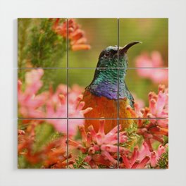 South Africa Photography - Colorful Bird Among  Colorful Flowers Wood Wall Art
