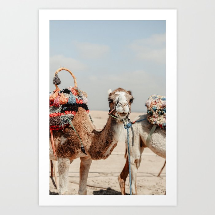 Camel blue eyes | Agafay desert | Morocco | Africa | bright colors | pastel colors | dromedary | animal | art print | travel print | travel photography Art Print