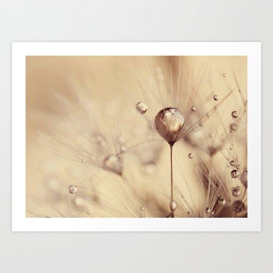 dandelion Art Print