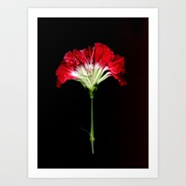 Red Carnation Art Print