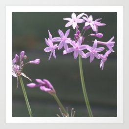 Society Garlic Close Up Photograph Art Print | Mauve, Springflowers, Societygarlic, Forager, Color, Bright, Photo, Flower, Wildgarlic, Springbulbs 