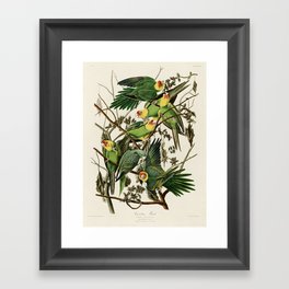 Carolina Parrot - John James Audubon's Birds of America Print Framed Art Print